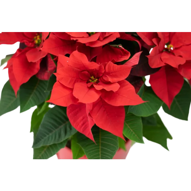 Poinsettia